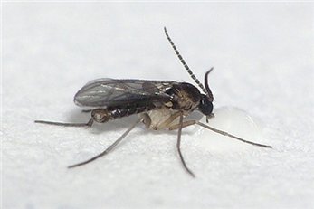 Грибные комарики (Fungivoridae, или Мусеtophilidae) 7762e23b5894